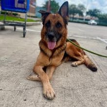 Tan and Black German Shepherd laying on concrete