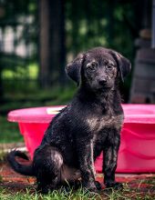 Dahlia, a small black and tan german shepherd puppy