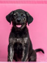 Dahlia, a small black and tan german shepherd puppy