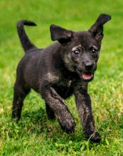 Dahlia, a small black and tan german shepherd puppy