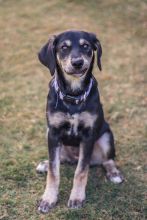 Daisy, a black and cream german shepherd mix puppy