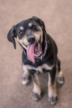 Daisy, a black and cream german shepherd mix puppy