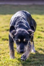 Daisy, a black and cream german shepherd mix puppy