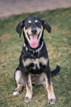 Daisy, a black and cream german shepherd mix puppy