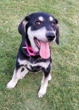 Daisy, a black and cream german shepherd mix puppy