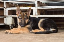 Dean, a black and tan german shepherd puppy