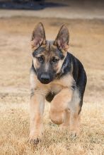 Dean, a black and tan german shepherd puppy