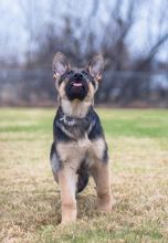 Dean, a black and tan german shepherd puppy