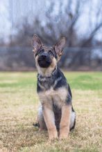 Dean, a black and tan german shepherd puppy