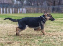 Dean, a black and tan german shepherd puppy