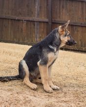 Dean, a black and tan german shepherd puppy