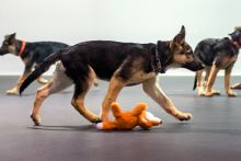 Dean, a black and tan german shepherd puppy