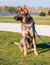 Diego, a sable german shepherd