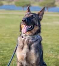 Diego, a sable german shepherd