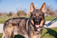 Diego, a sable german shepherd