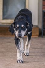 Duchess, a black and cream german shepherd mix puppy