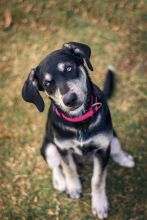 Duchess, a black and cream german shepherd mix puppy