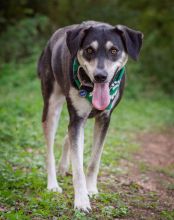 Duchess, a black, tan and white german shepherd mix