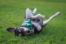 Duchess rolling in the grass