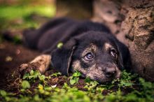 Duke, a black and tan german shepherd mix puppy