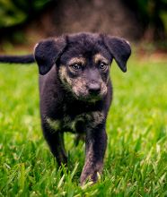 Duke, a black and tan german shepherd mix puppy