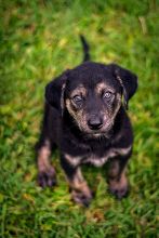 Duke, a black and tan german shepherd mix puppy