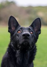 Ebony, a black german shepherd