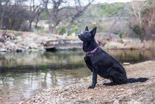 Ebony, a black german shepherd