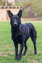 Ebony, a black german shepherd