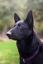 Ebony, a black german shepherd