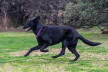 Ebony, a black german shepherd