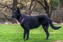 Ebony, a black german shepherd