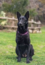 Ebony, a black german shepherd