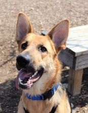 Eva, a sable german shepherd