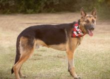 Fabian, a black and tan german shepherd