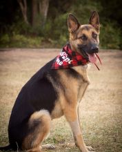 Fabian, a black and tan german shepherd