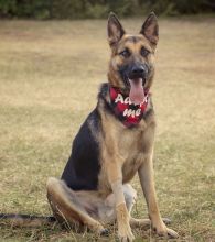 Fabian, a black and tan german shepherd