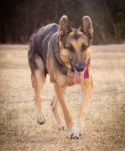 Fabio, a black and tan german shepherd