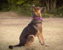 Fabio, a black and tan german shepherd