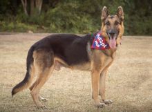 Fabio, a black and tan german shepherd