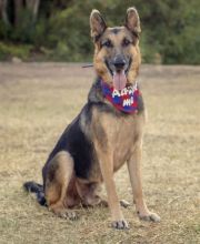 Fabio, a black and tan german shepherd