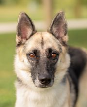 Flute, a black and tan german shepherd