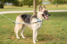 Flute, a black and tan german shepherd