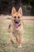 Foxy, a tan and black german shepherd