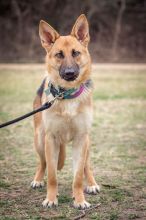 Foxy, a tan and black german shepherd