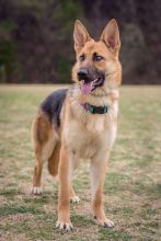 Foxy, a tan and black german shepherd