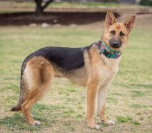 Foxy, a tan and black german shepherd