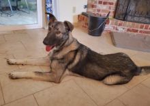 Freya, a silver sable german shepherd