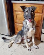 Freya, a silver sable german shepherd