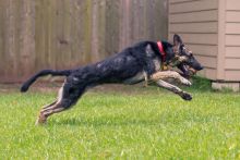 Haven, a black and tan german shepherd